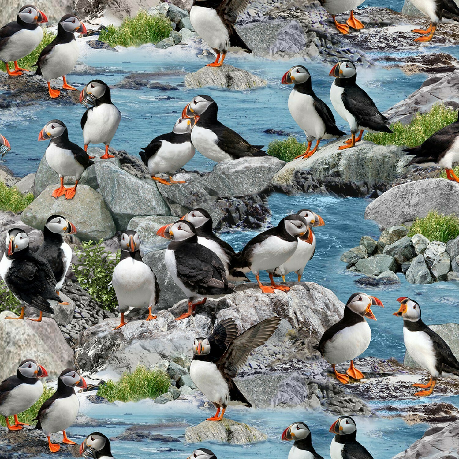 Puffins - 1/2m cut
