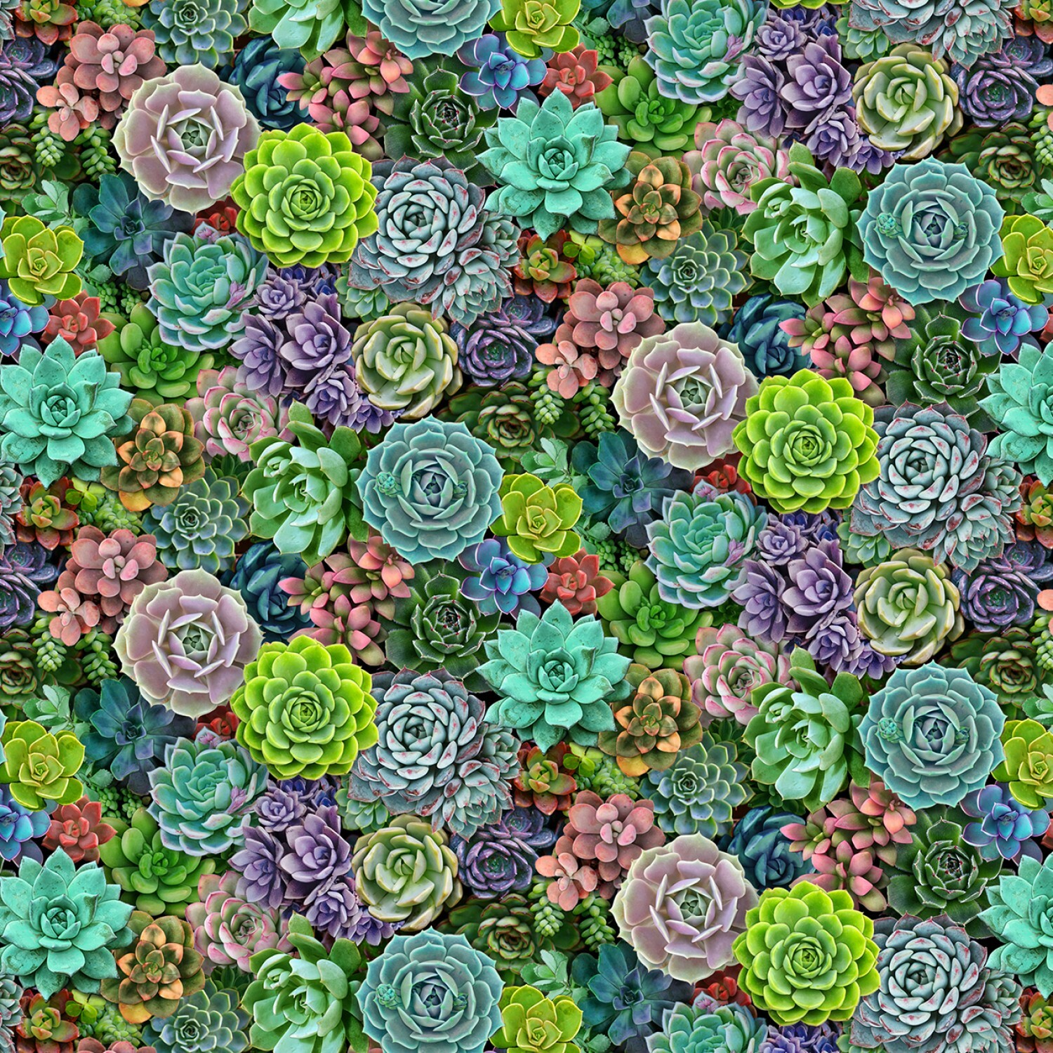 Succulents - 1/2m cut 56967