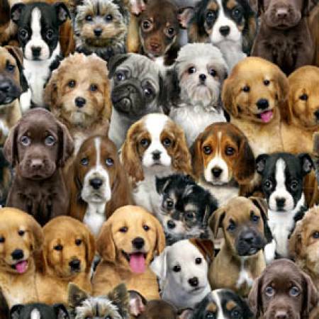 Adorable Pets - Puppies - 1/2m cut 57466