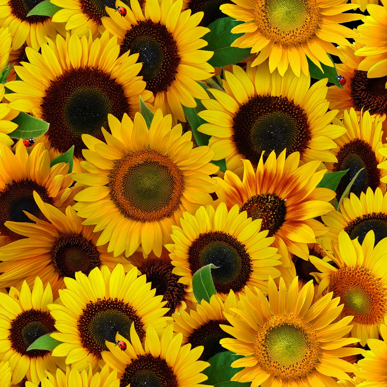 Sunflowers - 1/2m cut 59028