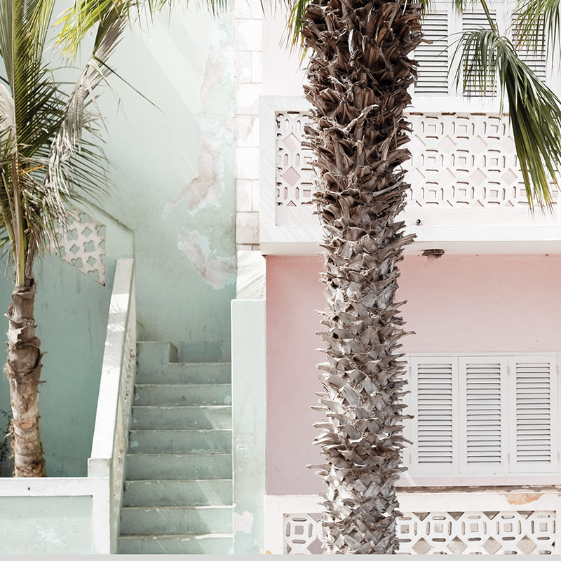 Cape Palm