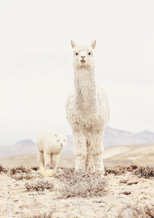 Alpaca Mumma