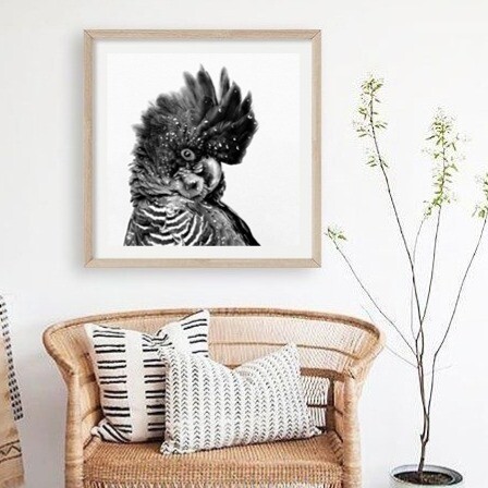 Black Cockatoo (square version)