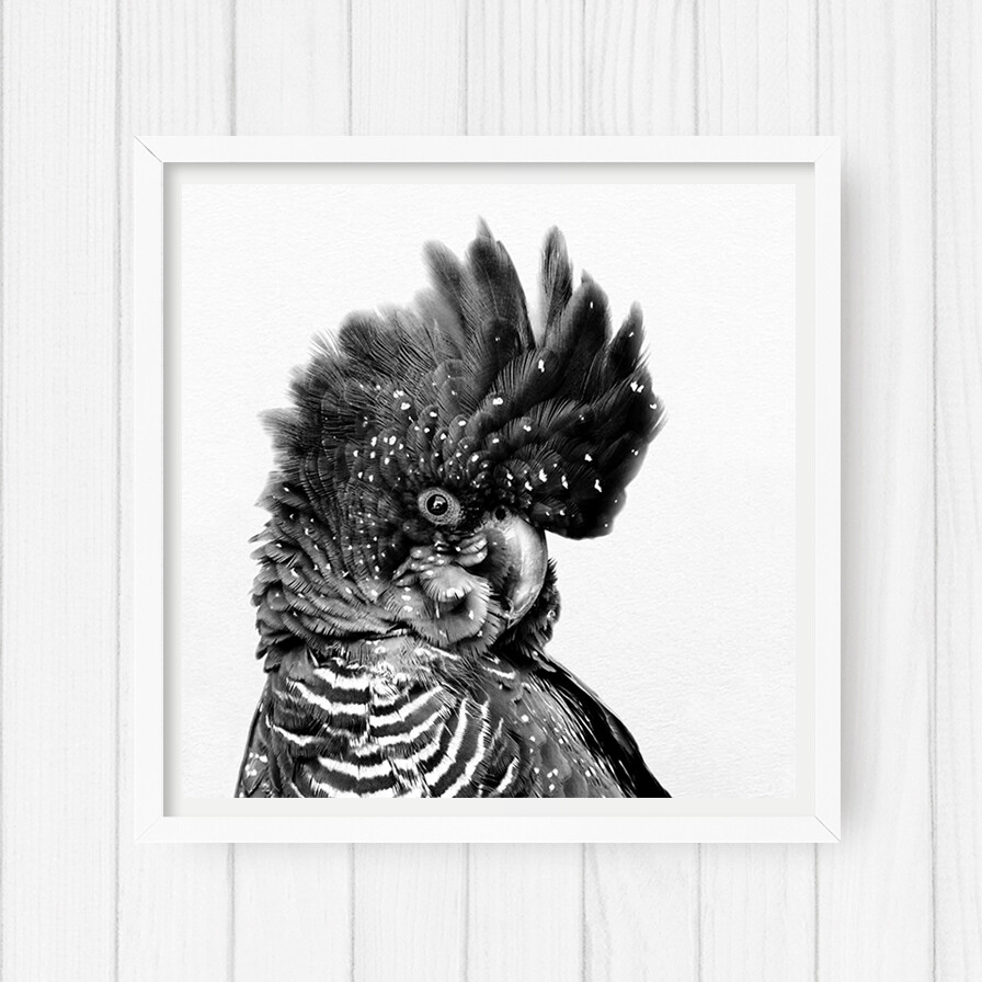 Black Cockatoo (square version)