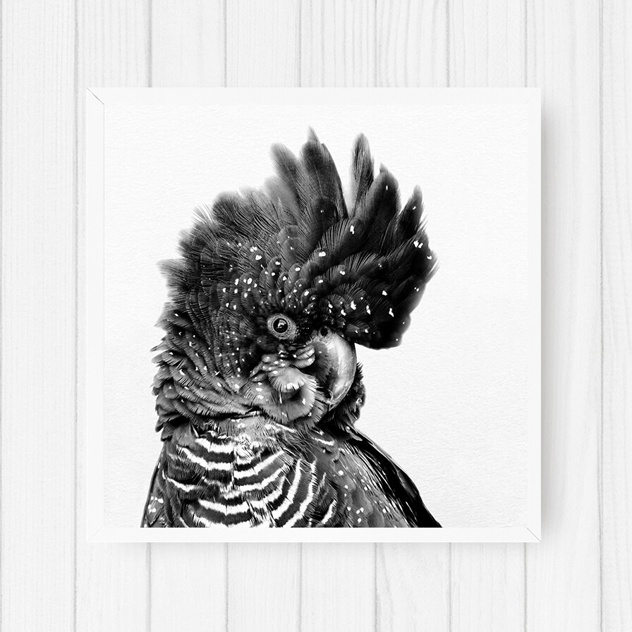 Black Cockatoo (square version)