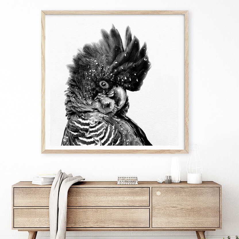 Black Cockatoo (square version)