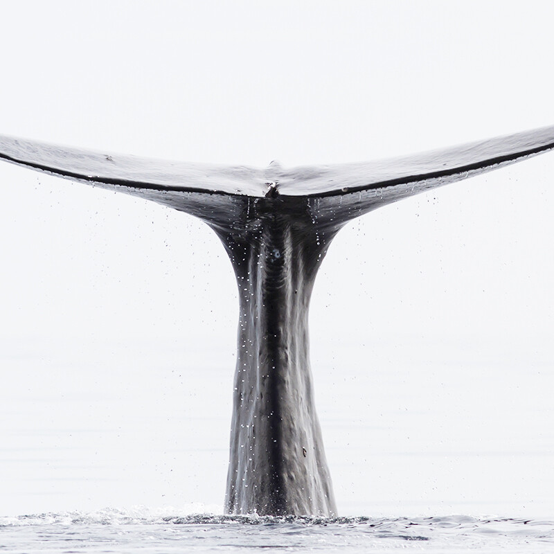 Whale II