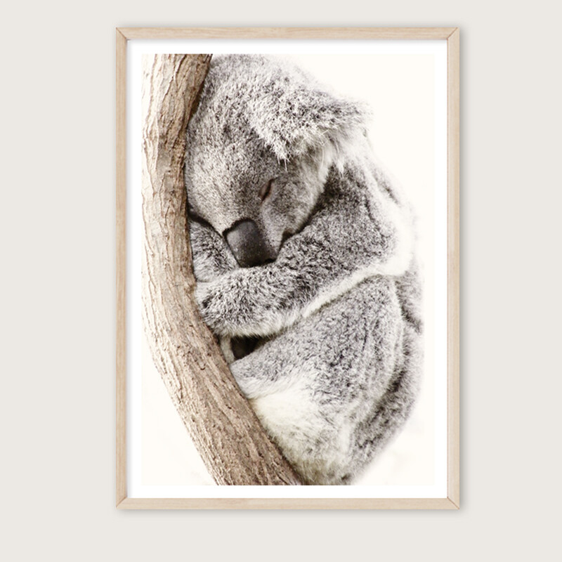 Sleeping Koala