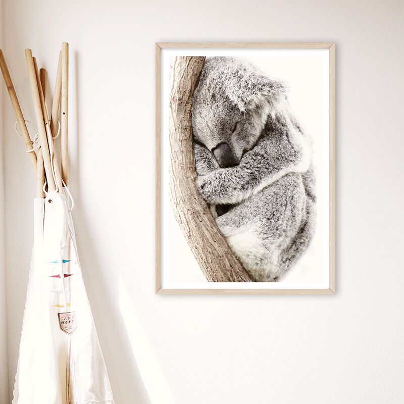 Sleeping Koala