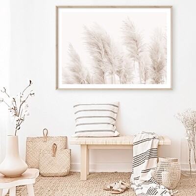 Coastal Pampas Grass (Landscape)