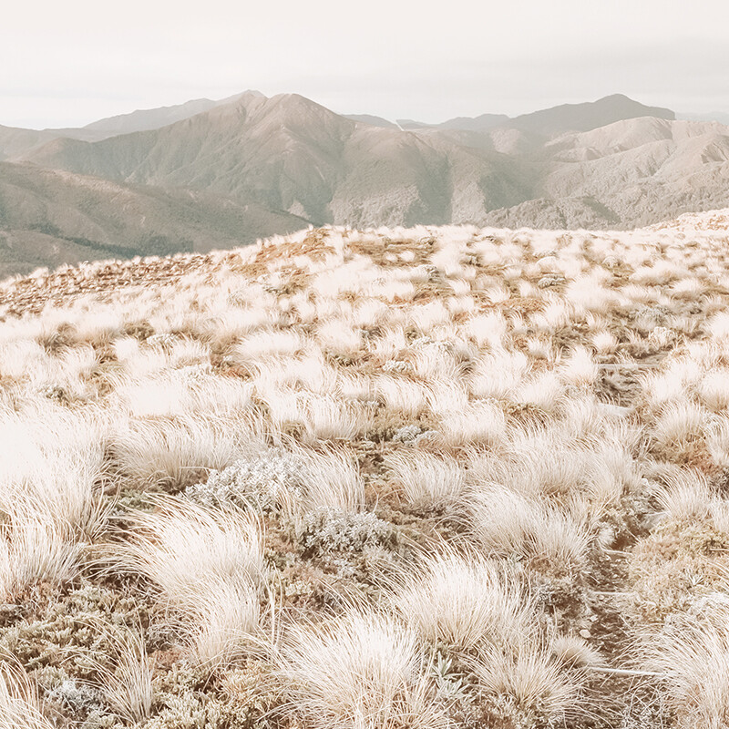 Tufted Mountain