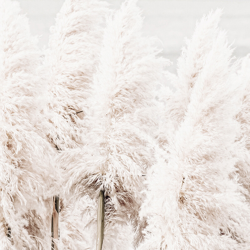 Seaside Pampas (square)