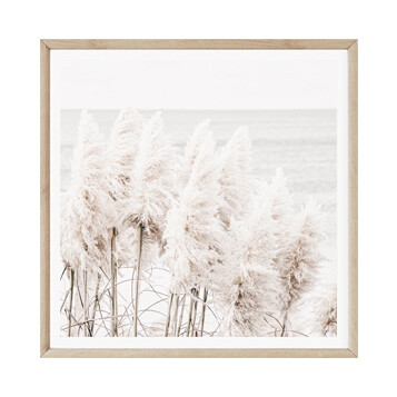 Seaside Pampas (square)