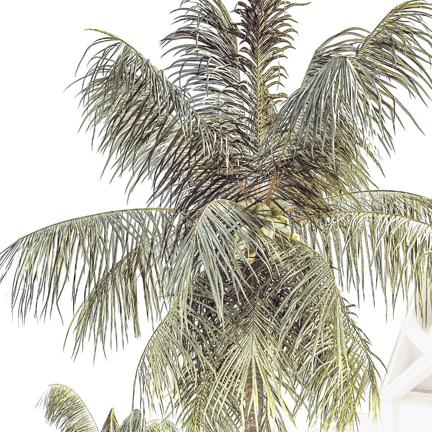 Palm Resort