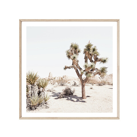 California Desert (square)