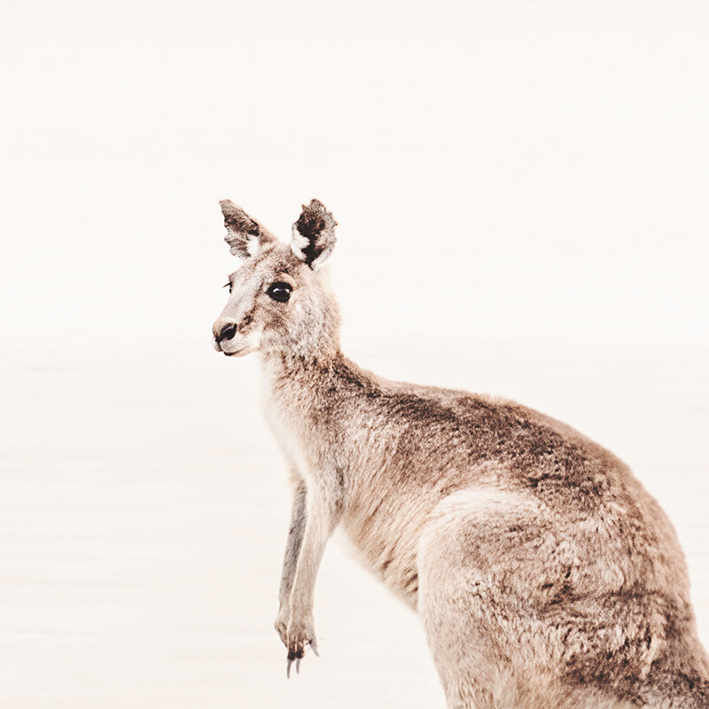 Coastal Roo