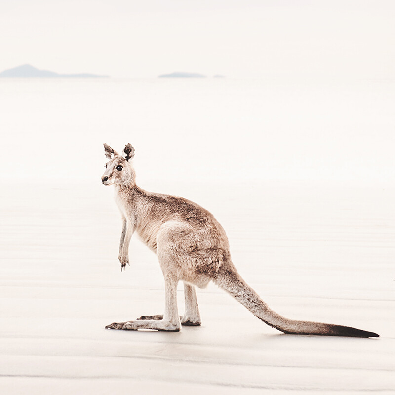 Coastal Roo