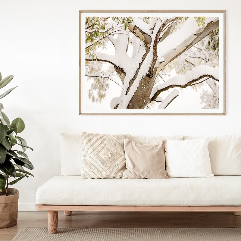Snow Gum