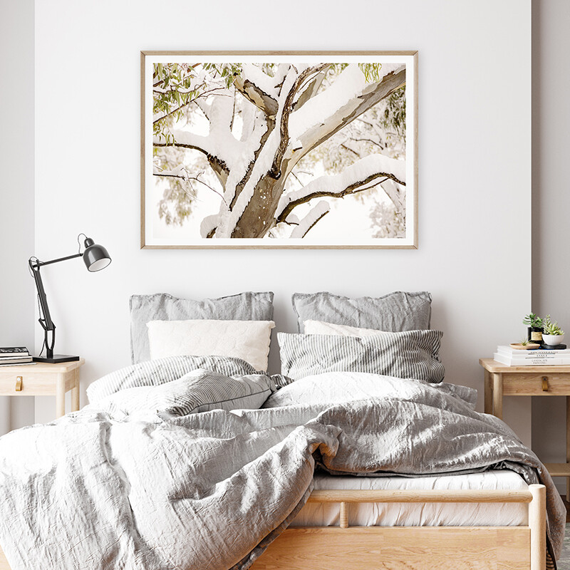 Snow Gum