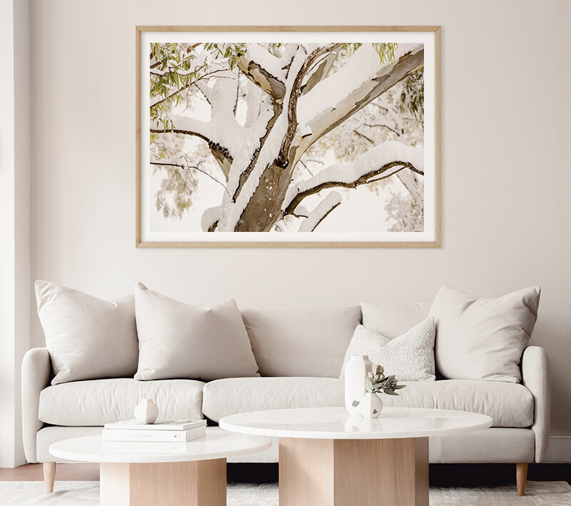 Snow Gum