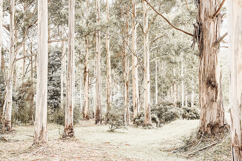Bush Walk