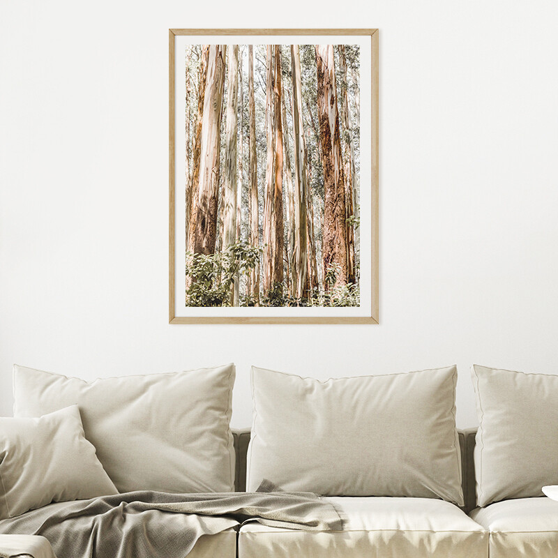 Eucalypt Canopy