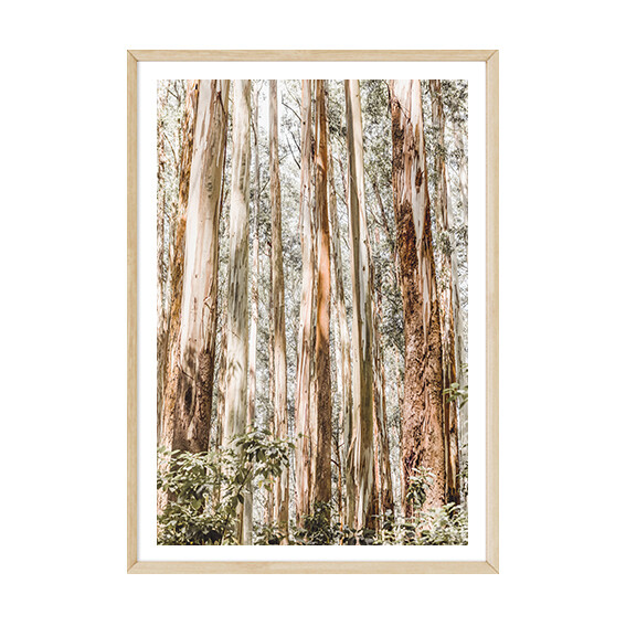 Eucalypt Canopy