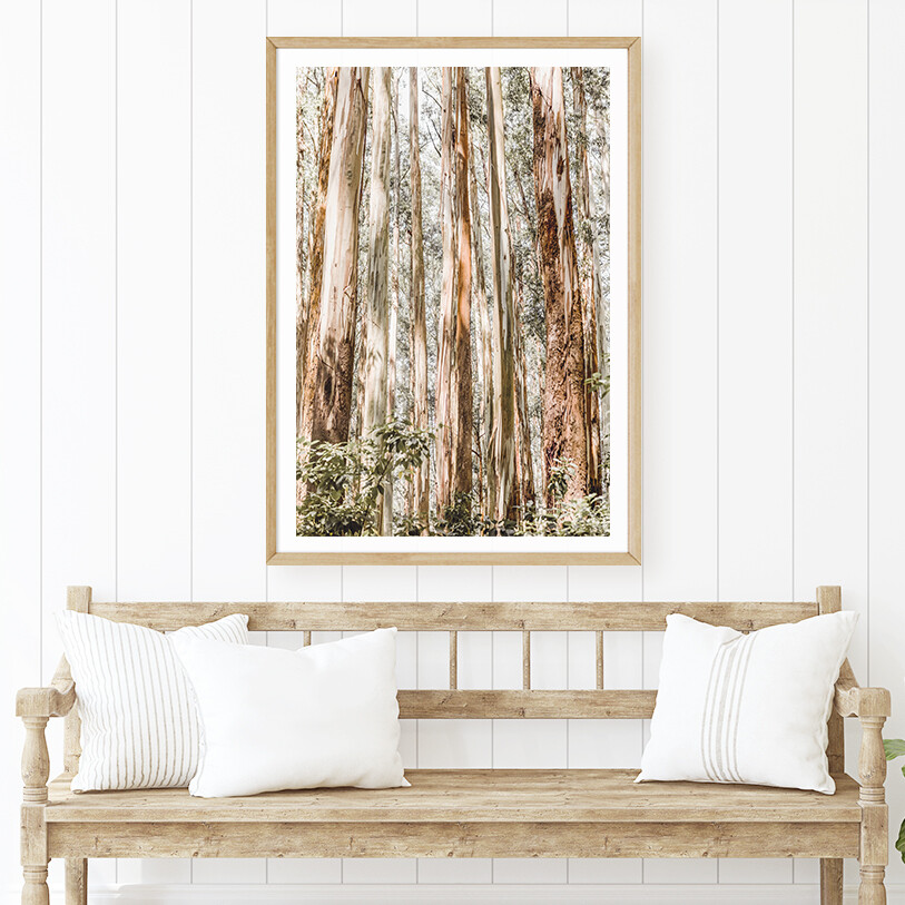 Eucalypt Canopy