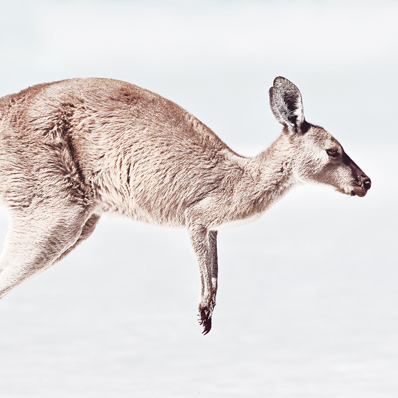 Beach Roo (Landscape)