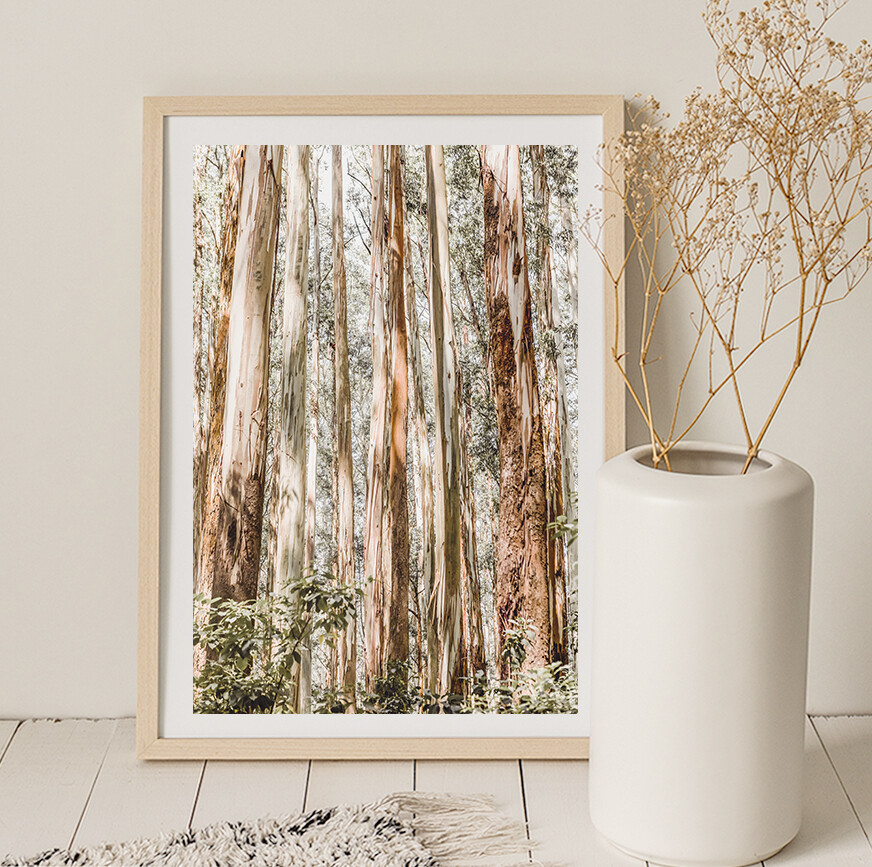 Eucalypt Canopy
