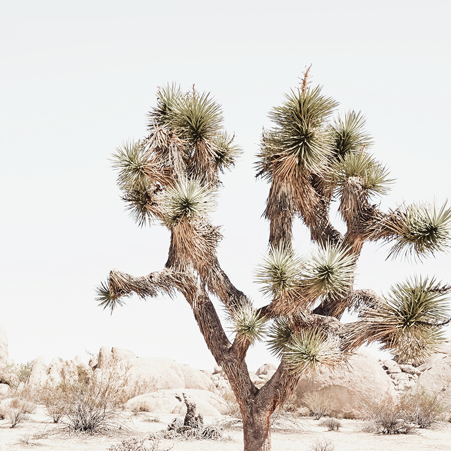 California Desert (portrait)