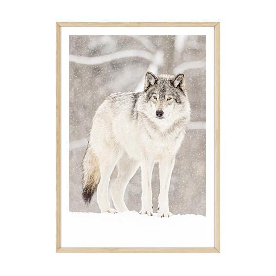 Arctic Wolf