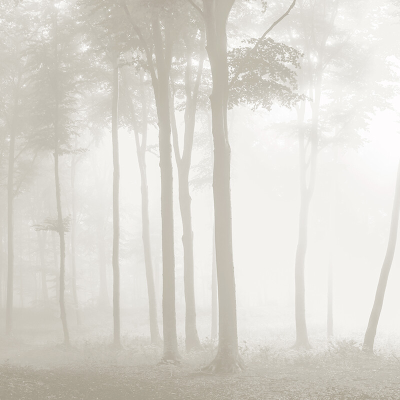 Misty Forest Mural Removable Wallpaper