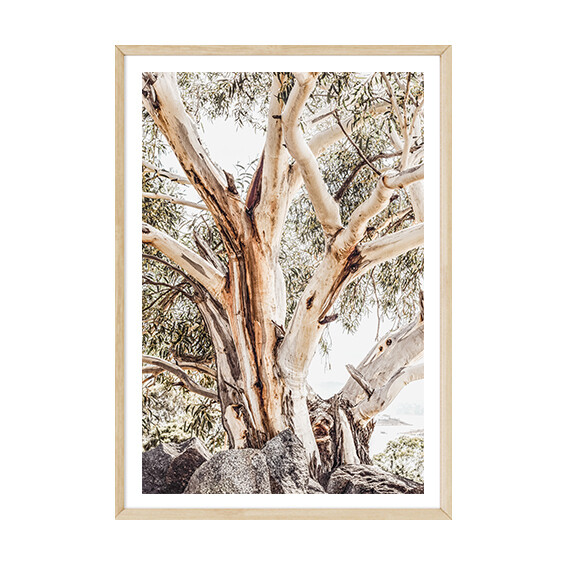 Alpine Gum