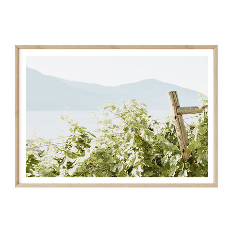 Coastal Vineyard