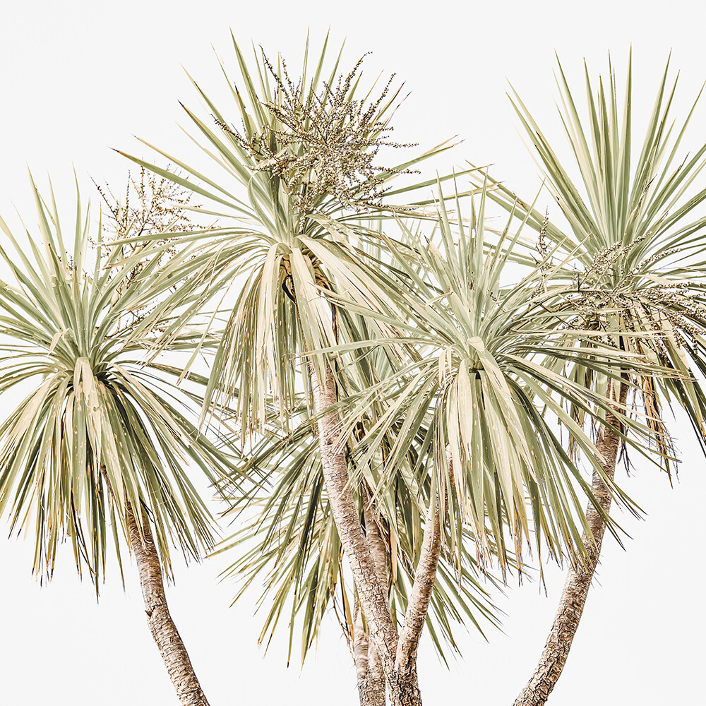 Coastal Palms