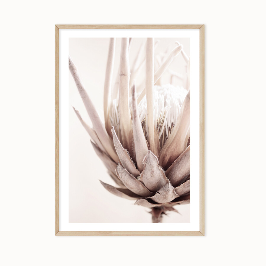 Nude Protea
