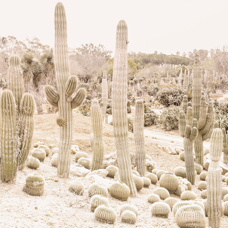 Cactus Garden