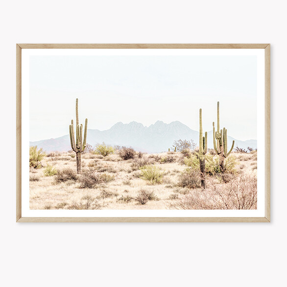 Arizona Cacti