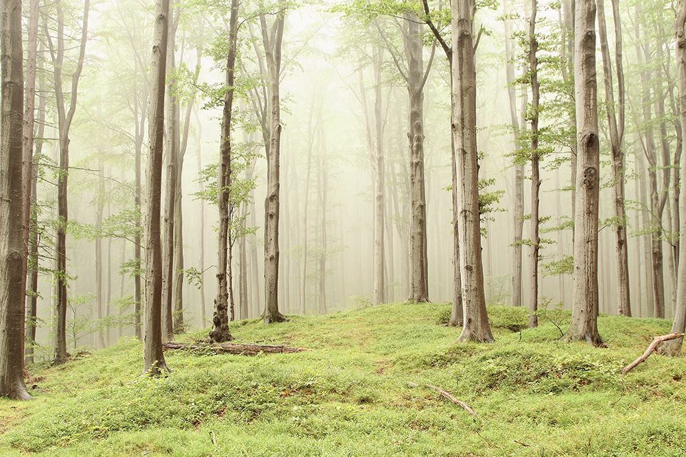 Forest of Solitude Removable Wallpaper