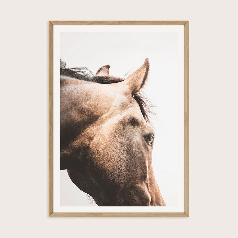 High Country Horse