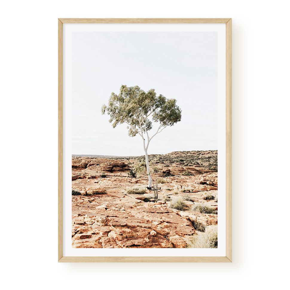 Outback Eucalypt Gum