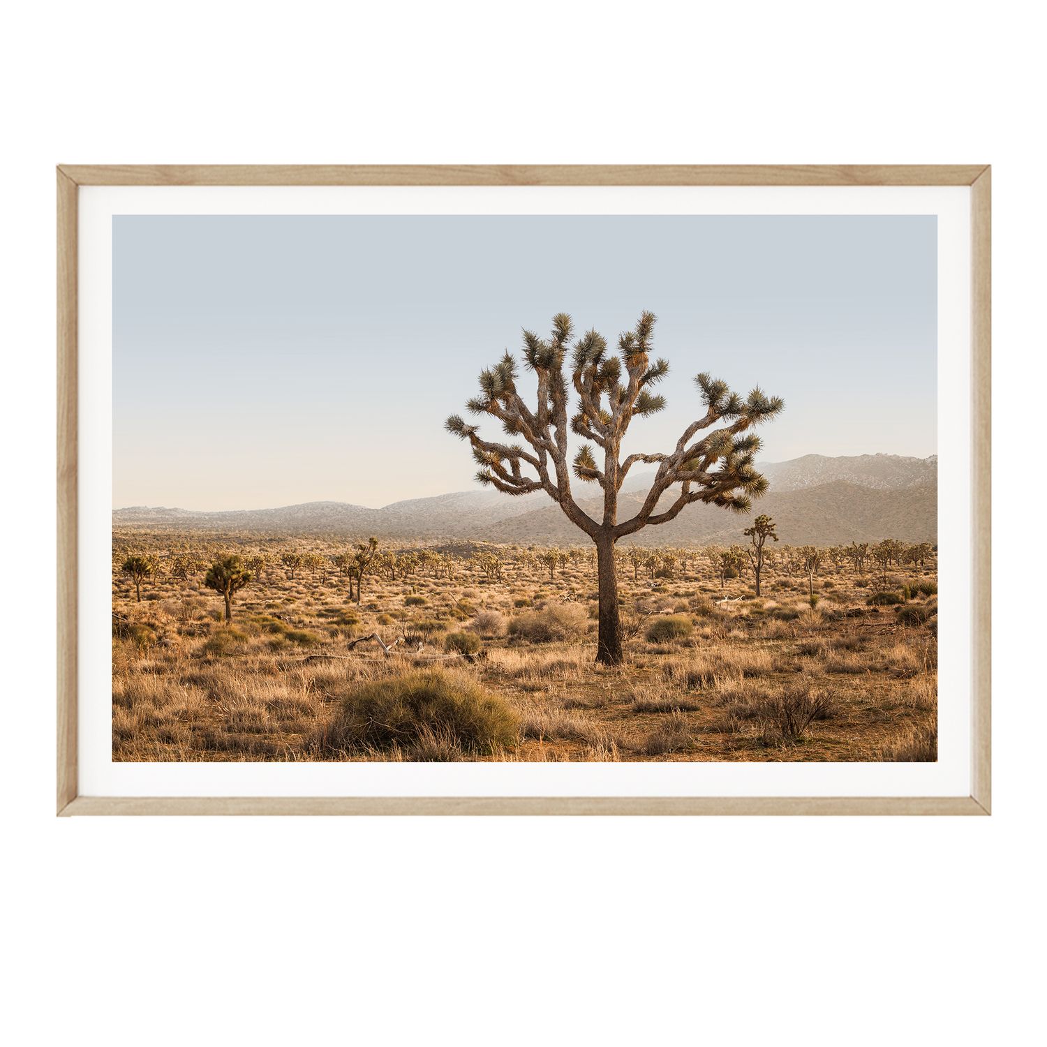 Joshua Tree