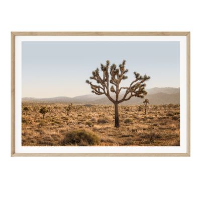 Joshua Tree