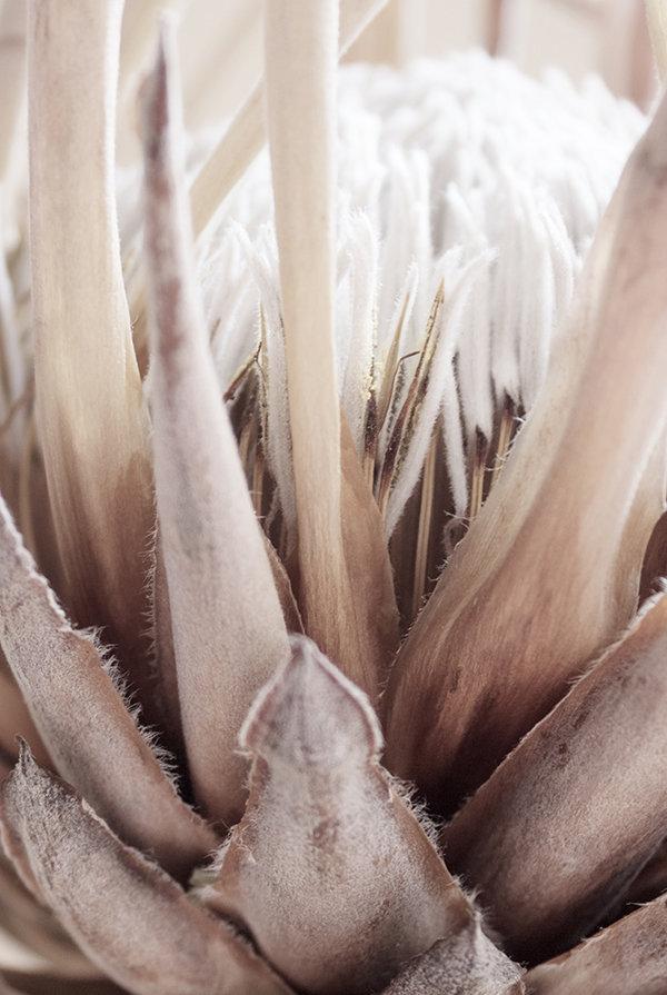 Nude Protea