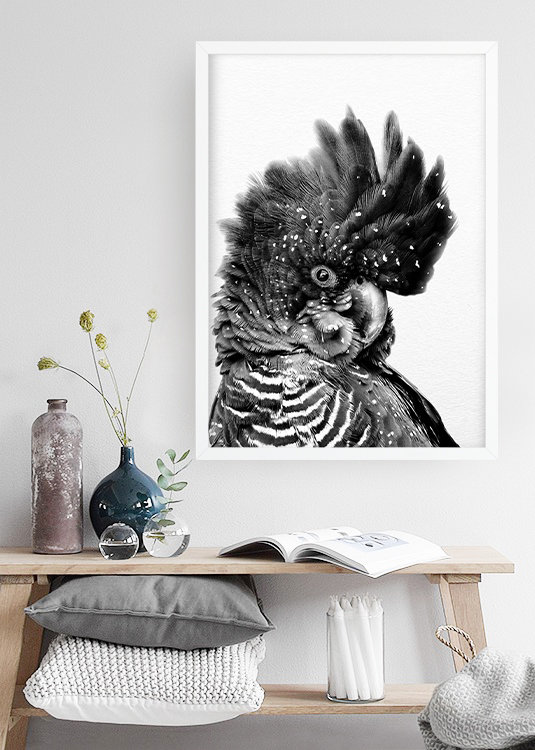 Black Cockatoo