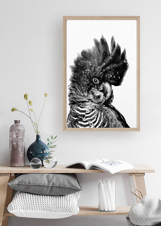 Black Cockatoo