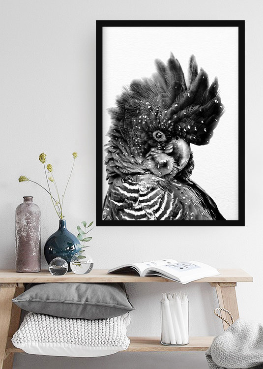 Black Cockatoo