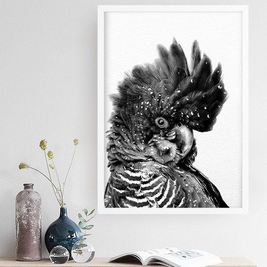 Black Cockatoo