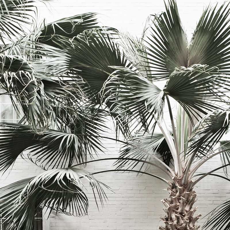Twin Palms